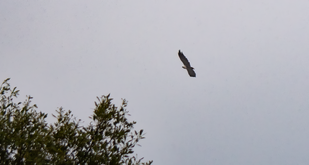 White-bellied Sea-Eagle - ML628856512