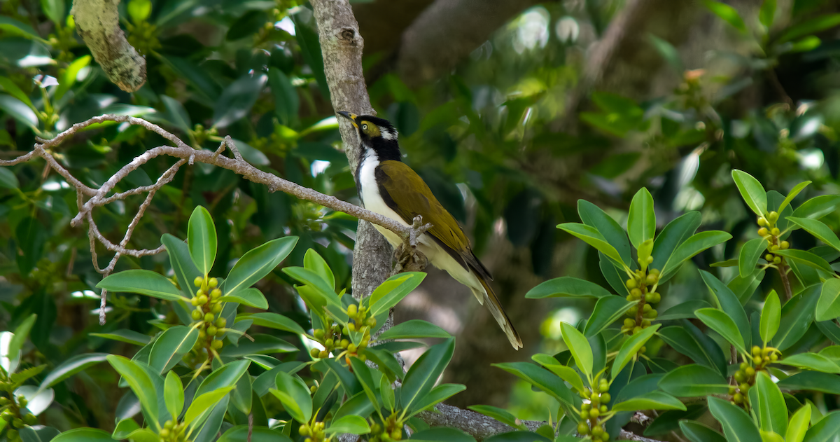 Blue-faced Honeyeater - ML628856526