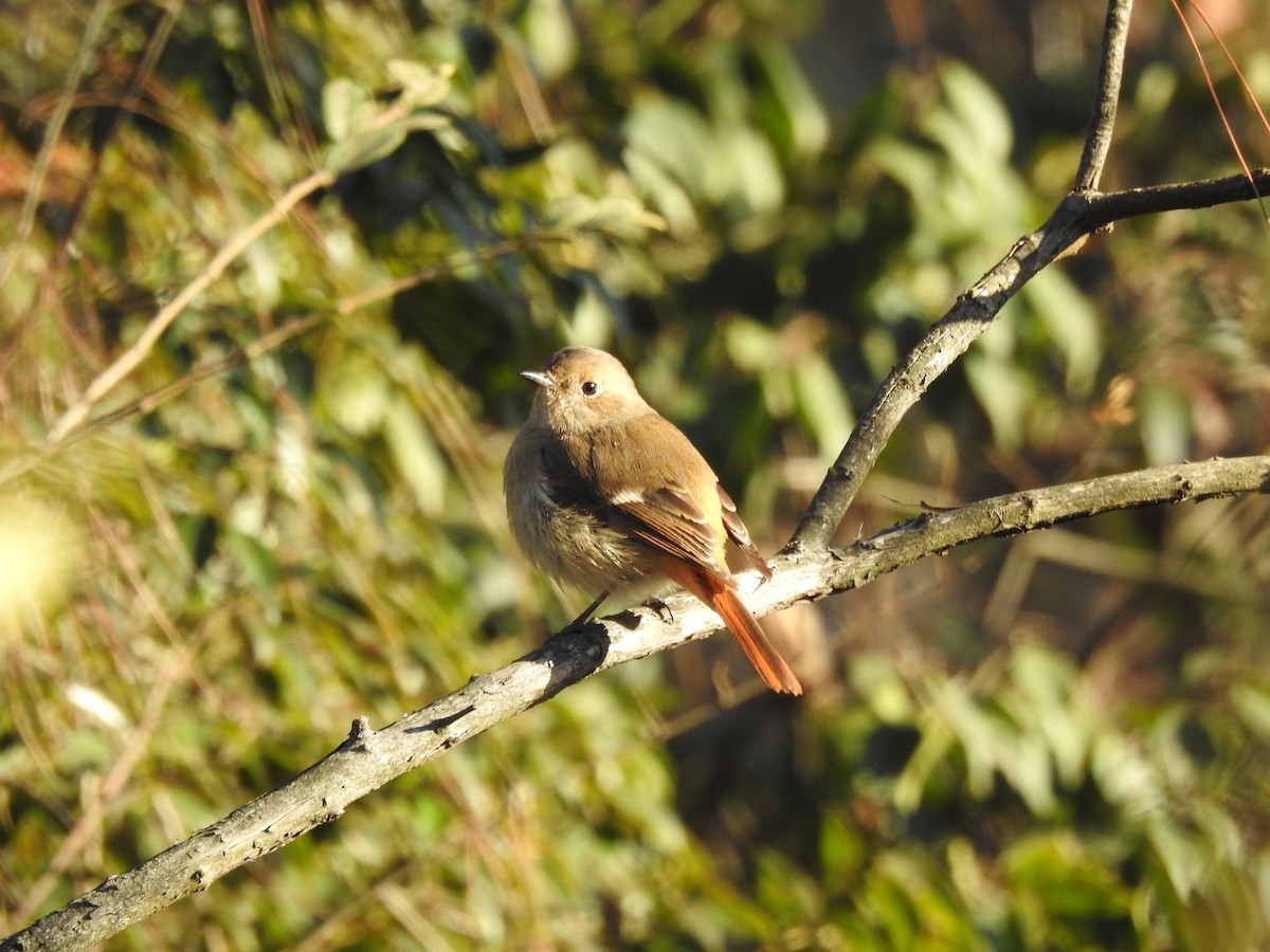 Daurian Redstart - ML628856741