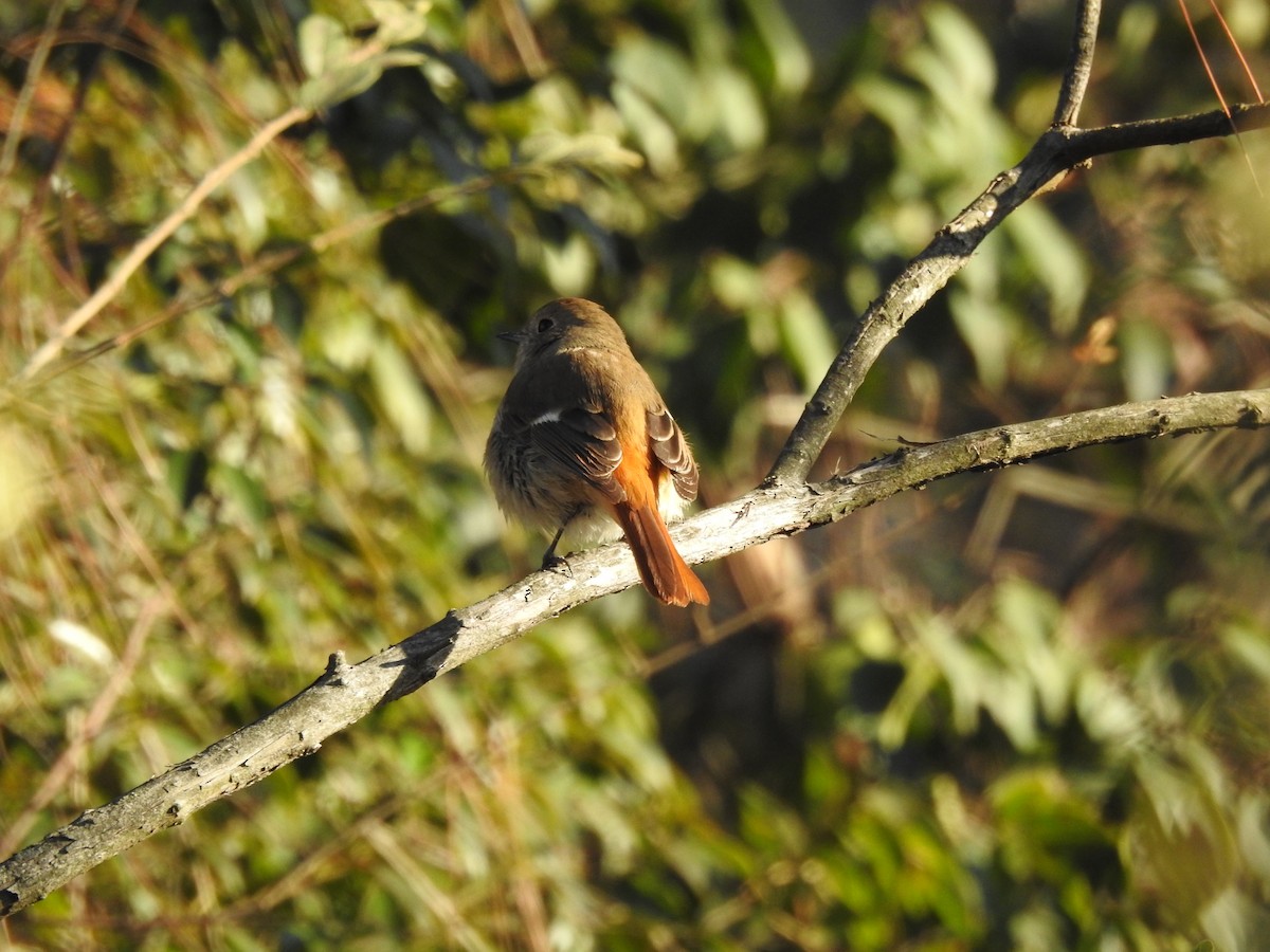 Daurian Redstart - ML628856742