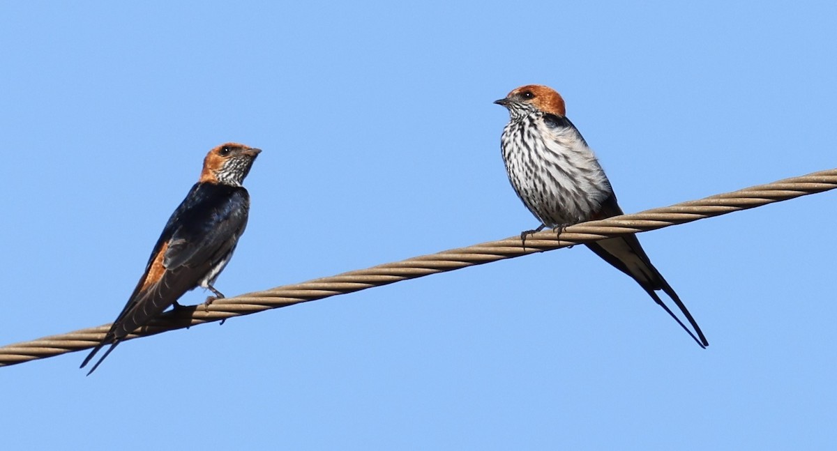 Lesser Striped Swallow - ML628856775