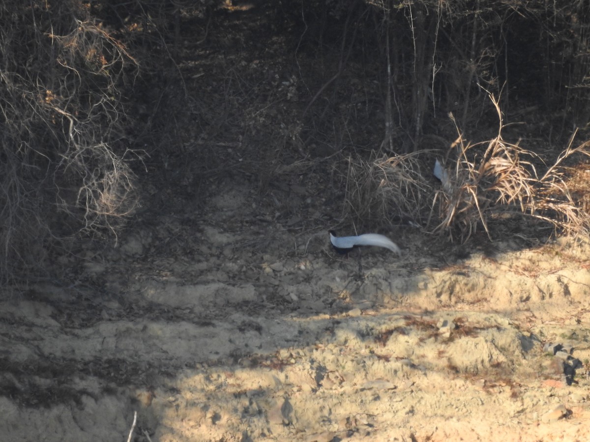 Silver Pheasant - ML628856777