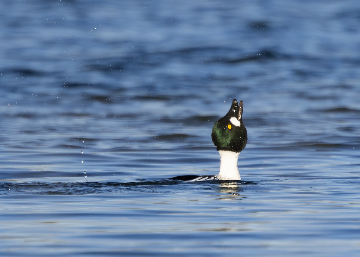 Common Goldeneye - Toby Carter