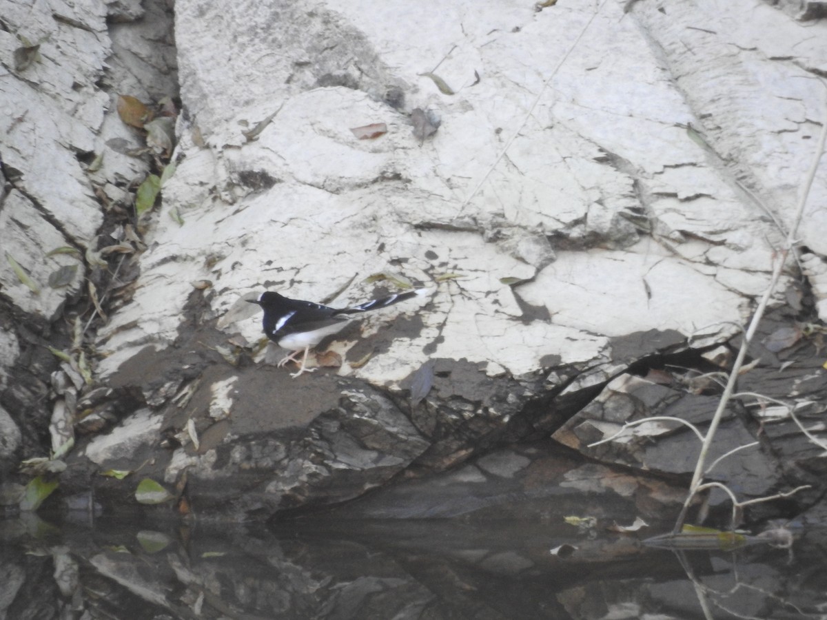 White-crowned Forktail - ML628856884