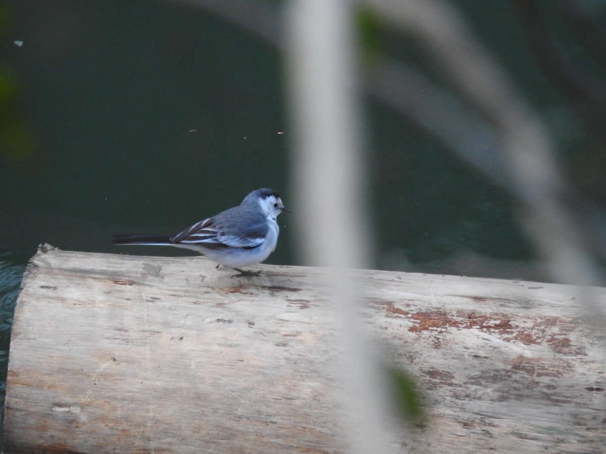 White Wagtail - ML628856892