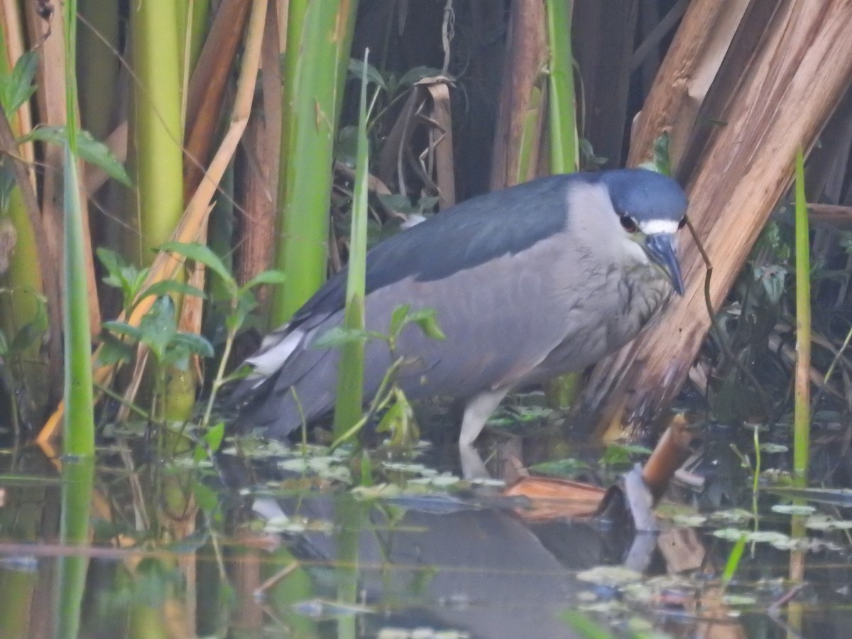 Black-crowned Night Heron - ML628856909