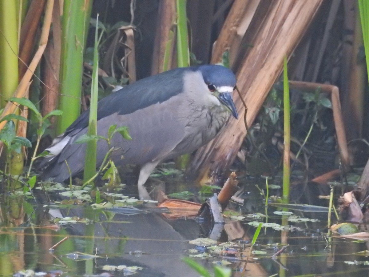 Black-crowned Night Heron - ML628856910