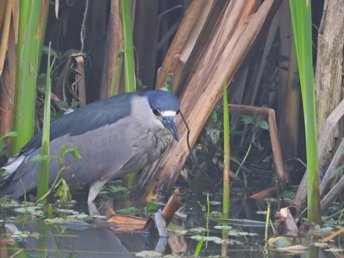 Black-crowned Night Heron - ML628856911