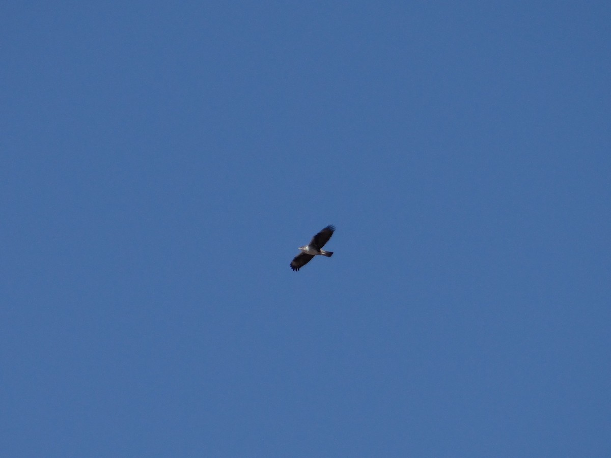 Bonelli's Eagle - ML628856957