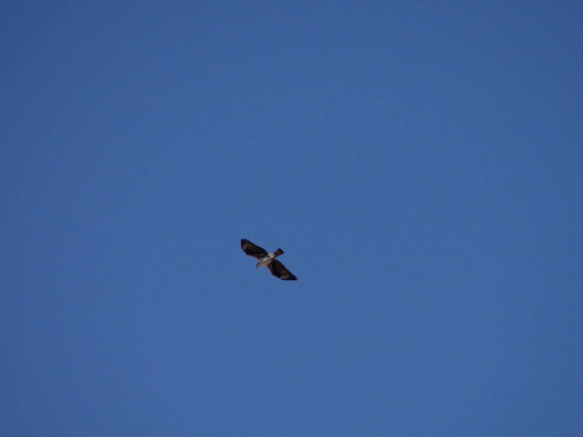 Bonelli's Eagle - ML628856958