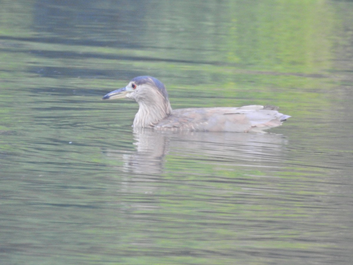 Black-crowned Night Heron - ML628857012