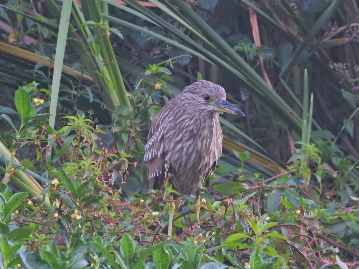Black-crowned Night Heron - ML628857013