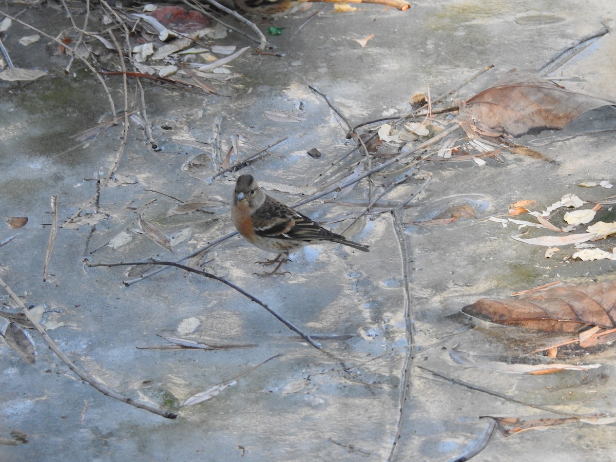 Brambling - ML628857102