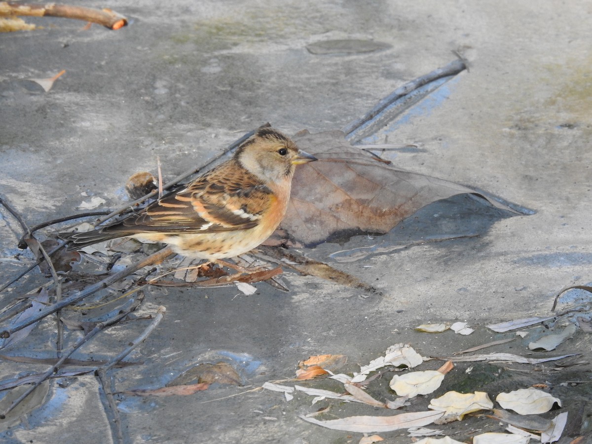 Brambling - ML628857103