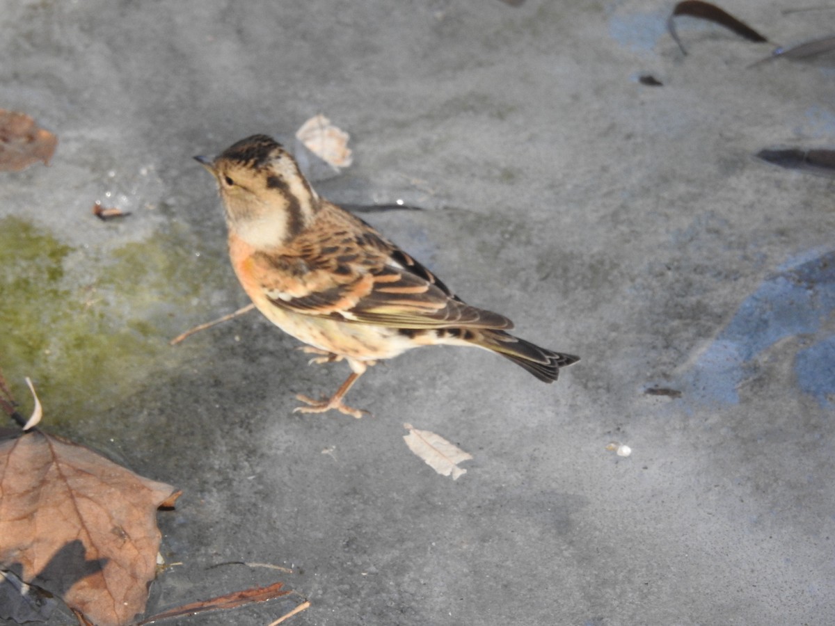 Brambling - ML628857104