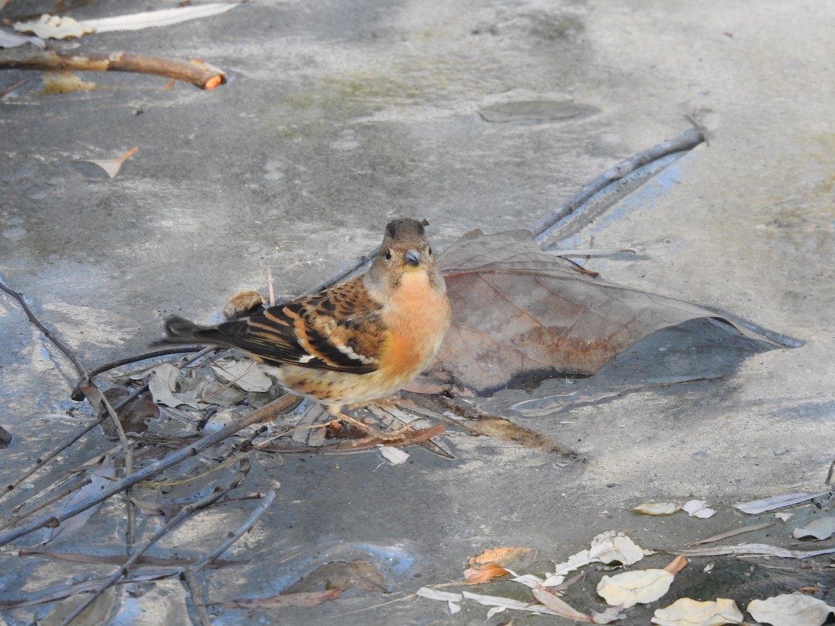 Brambling - ML628857105