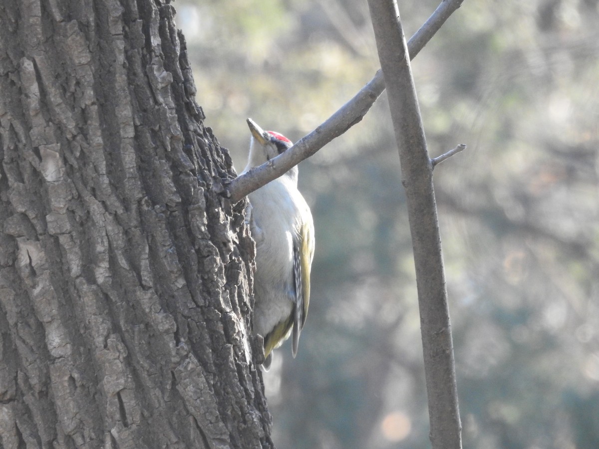 Gray-headed Woodpecker (Gray-headed) - ML628857112