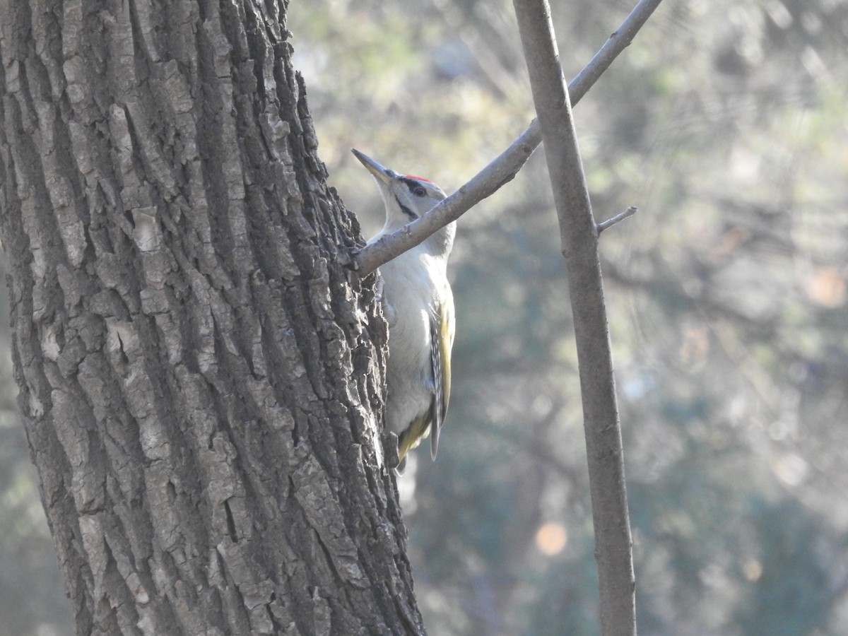 Gray-headed Woodpecker (Gray-headed) - ML628857113