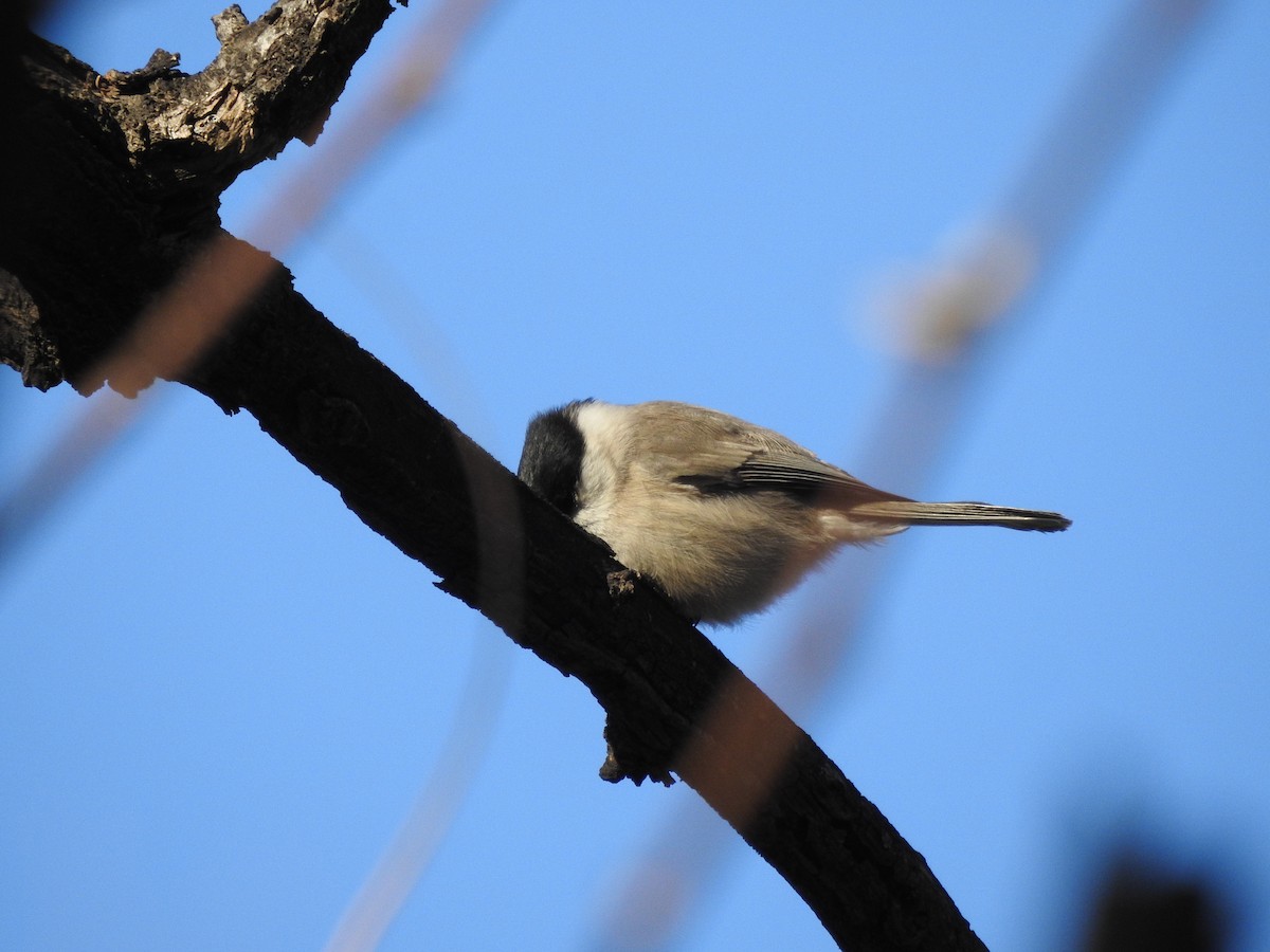 Marsh Tit - ML628857125