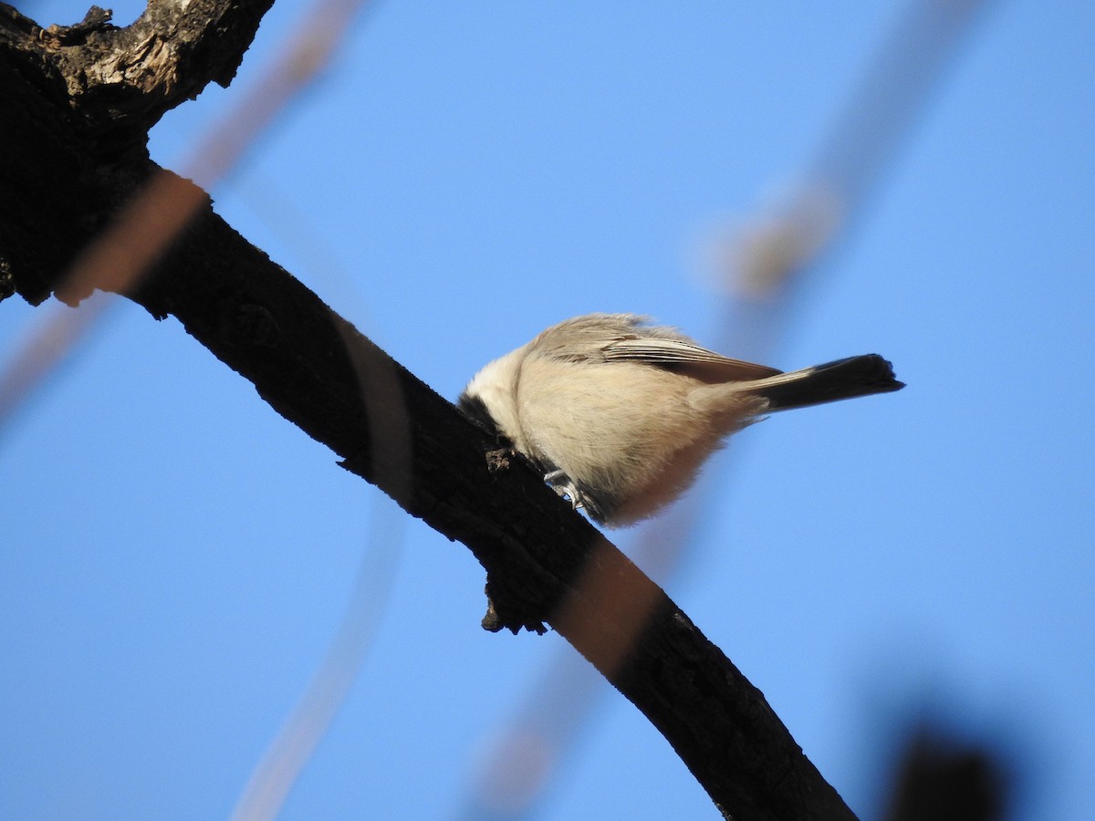 Marsh Tit - ML628857129