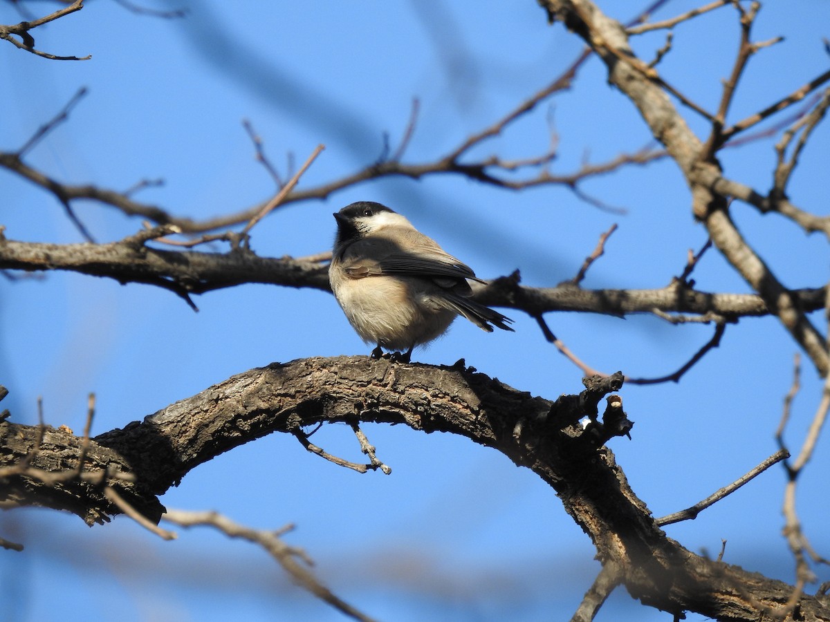 Marsh Tit - ML628857132