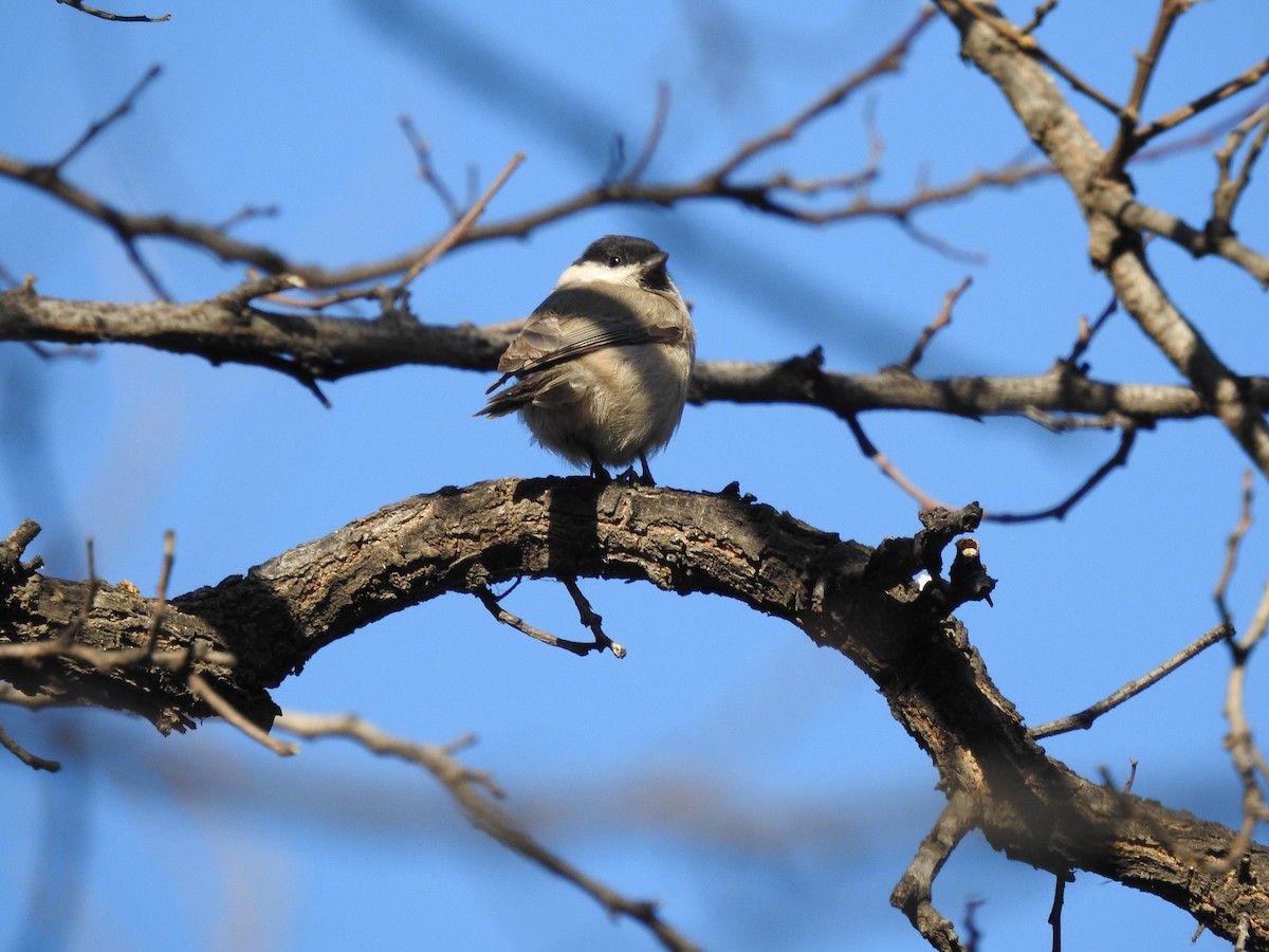 Marsh Tit - ML628857133