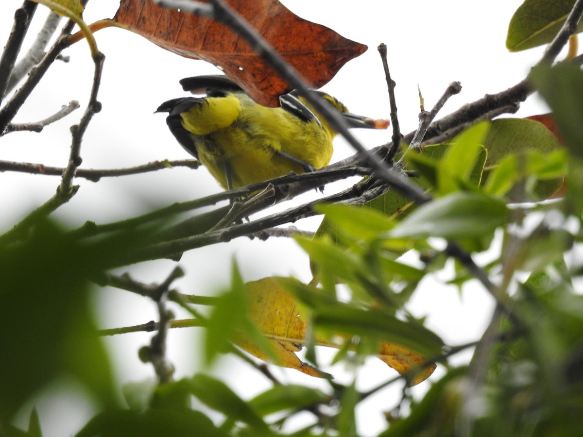 Common Iora - ML628857144