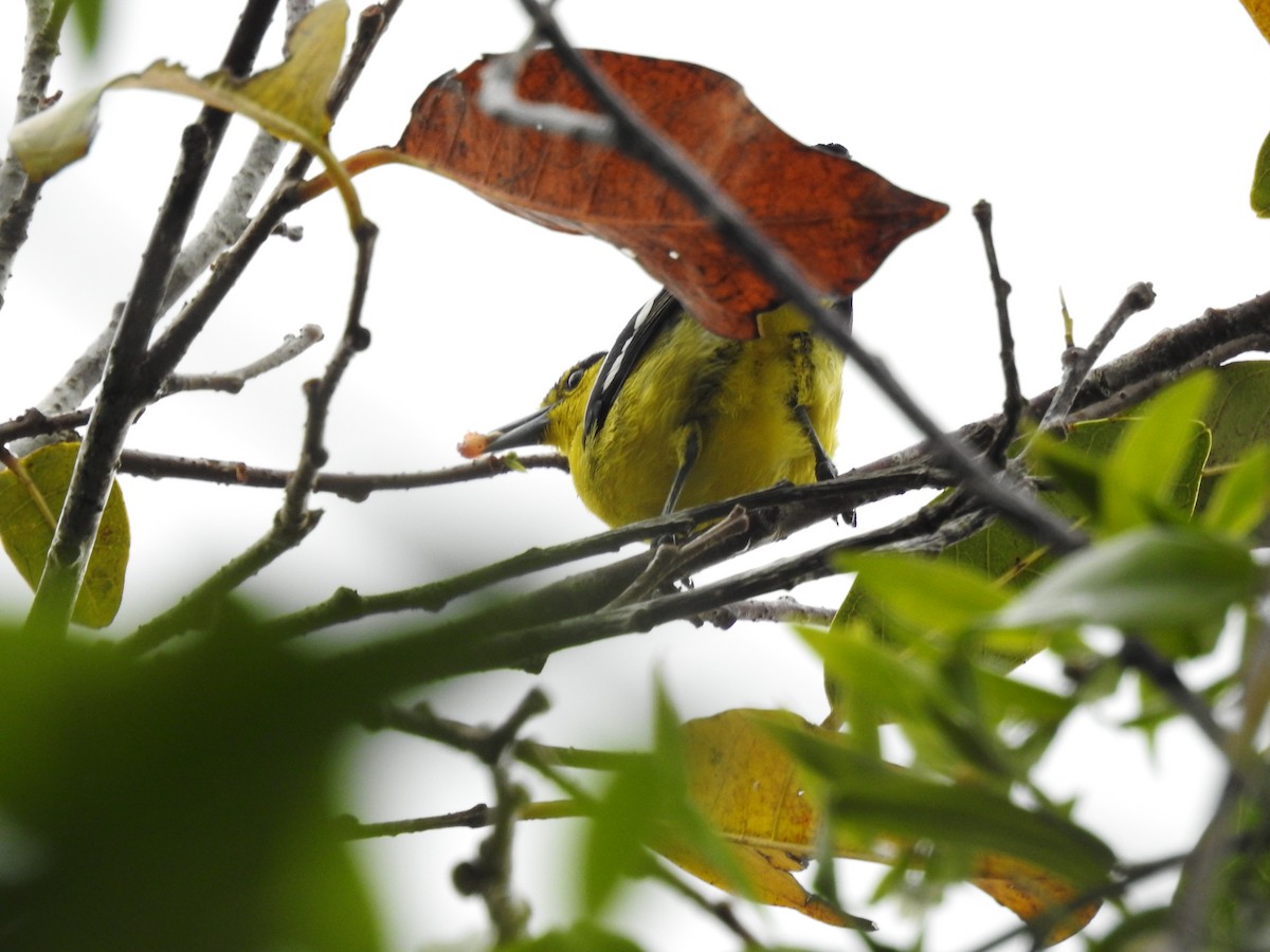 Common Iora - ML628857148