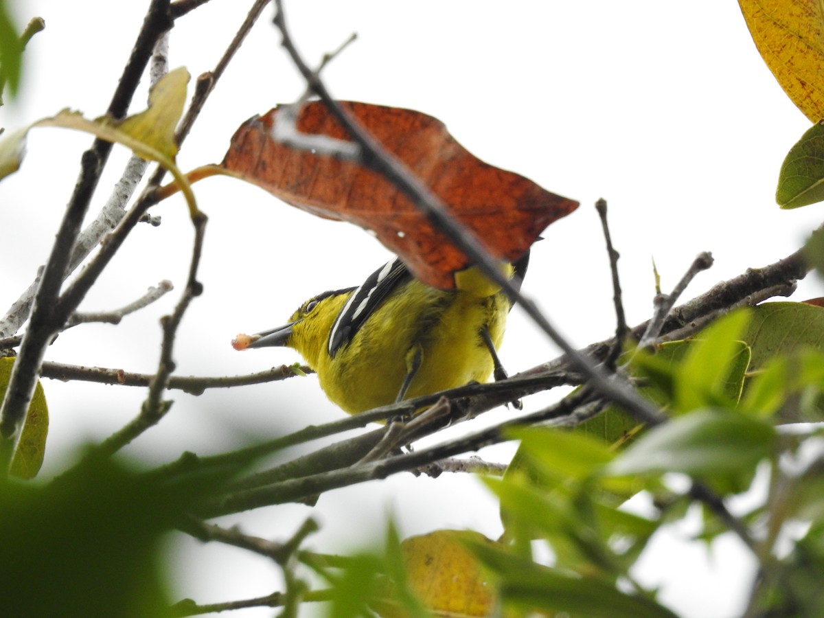 Common Iora - ML628857150