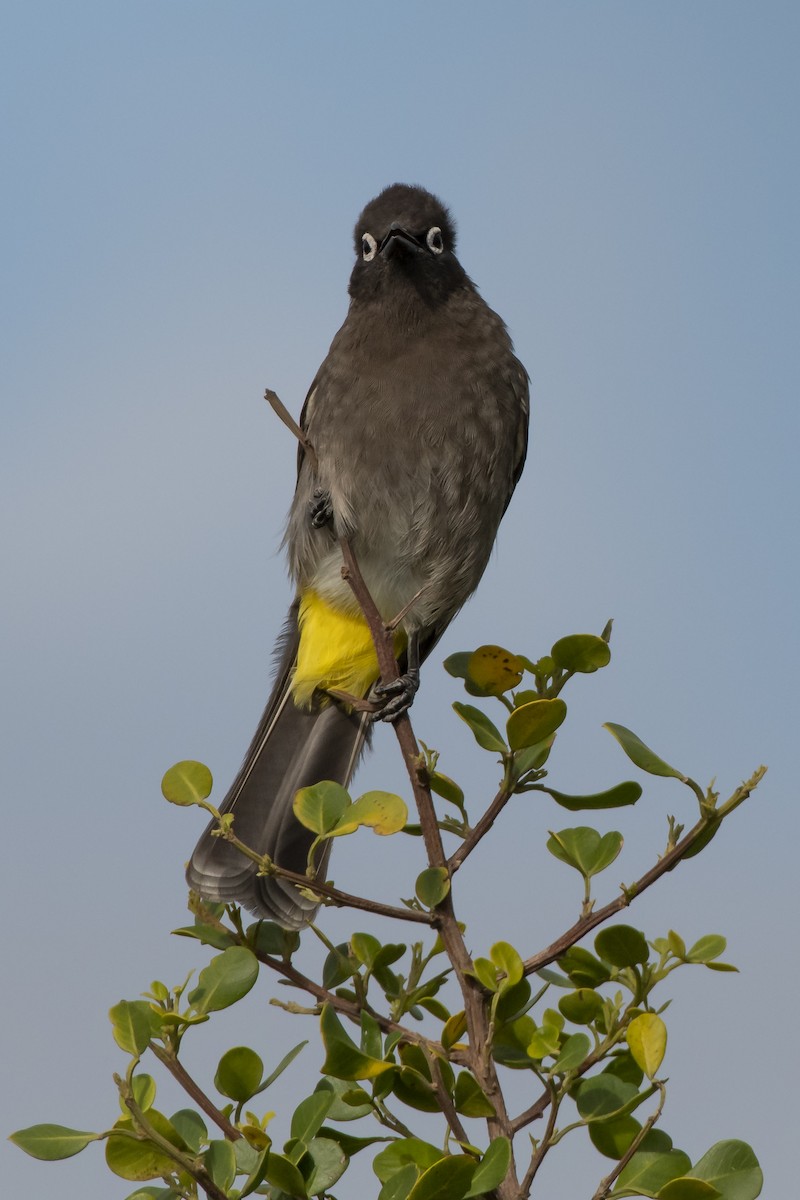 Cape Bulbul - ML628857155