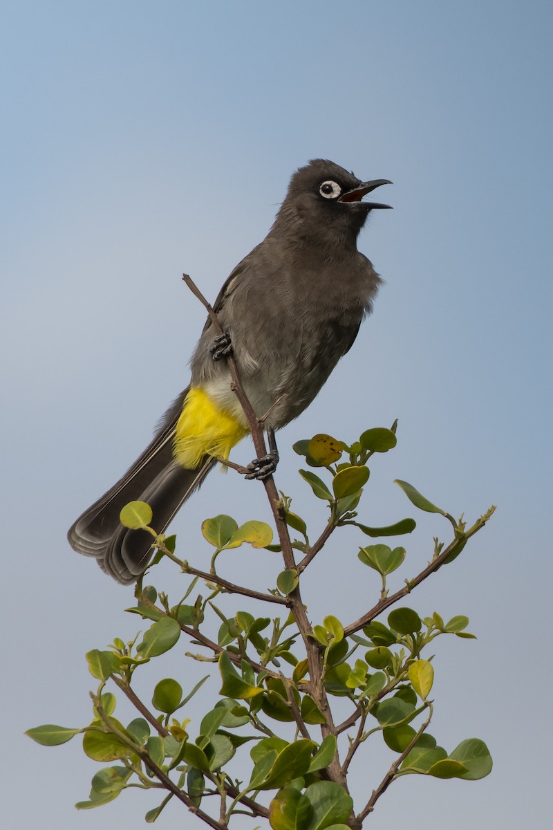 Cape Bulbul - ML628857156