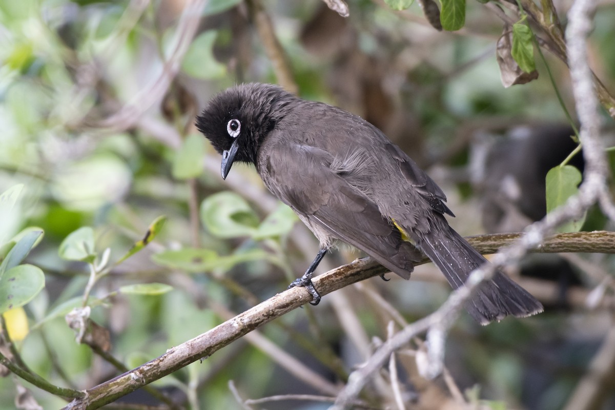 Cape Bulbul - ML628857159