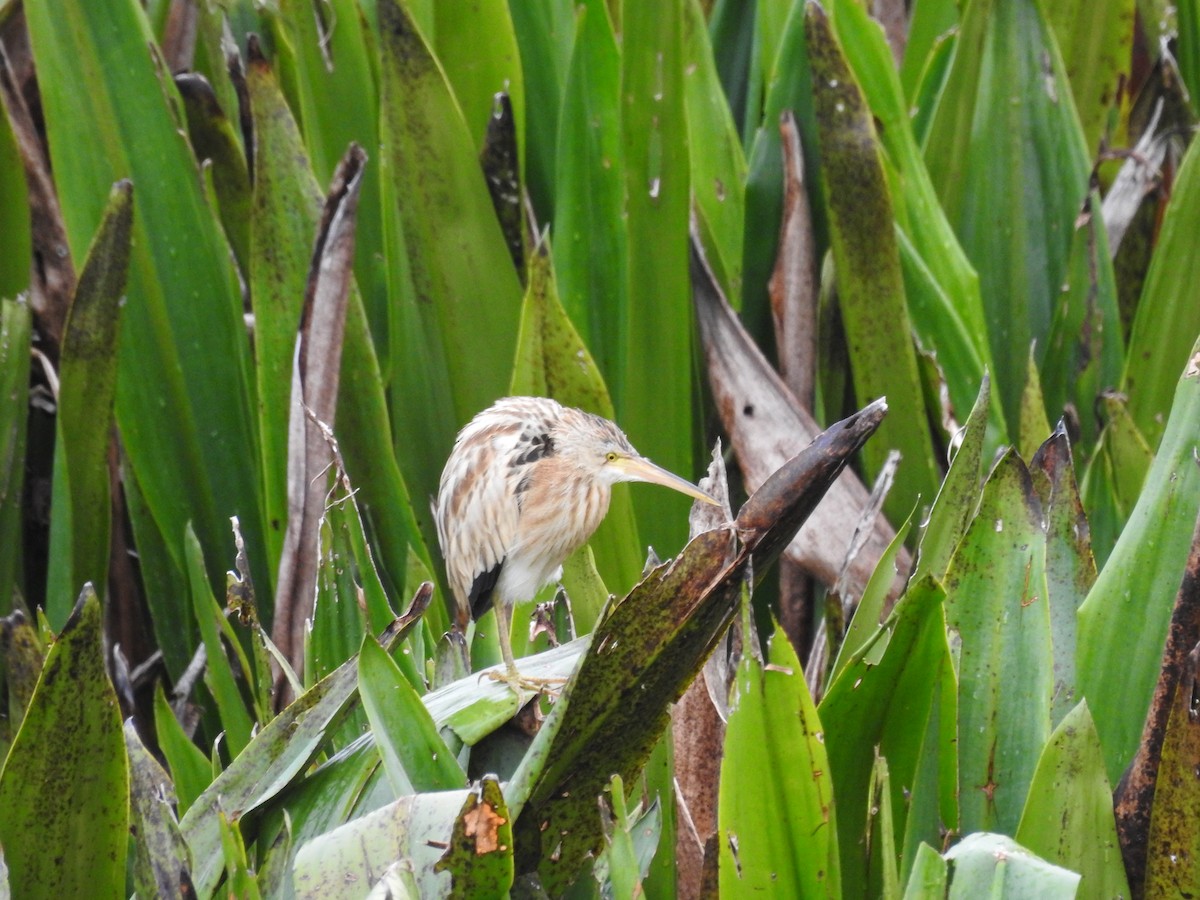 Yellow Bittern - ML628857163