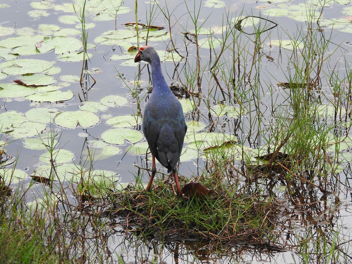 Gray-headed Swamphen - ML628857173