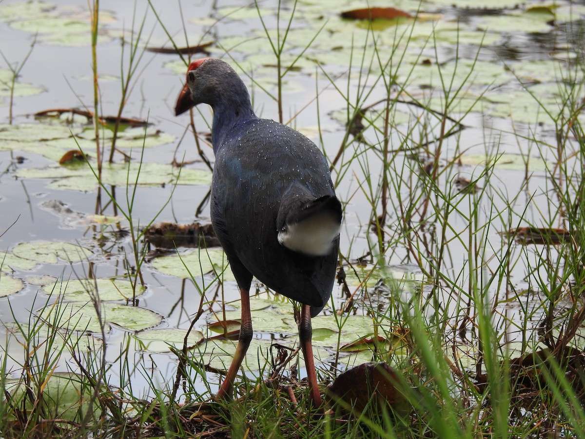 Gray-headed Swamphen - ML628857174