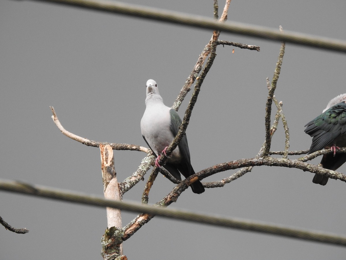 Green Imperial-Pigeon - ML628857177