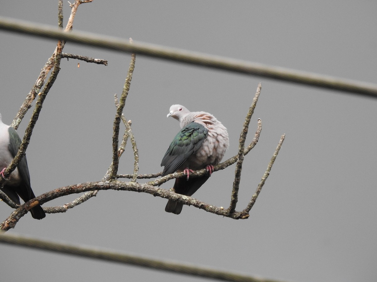 Green Imperial-Pigeon - ML628857178