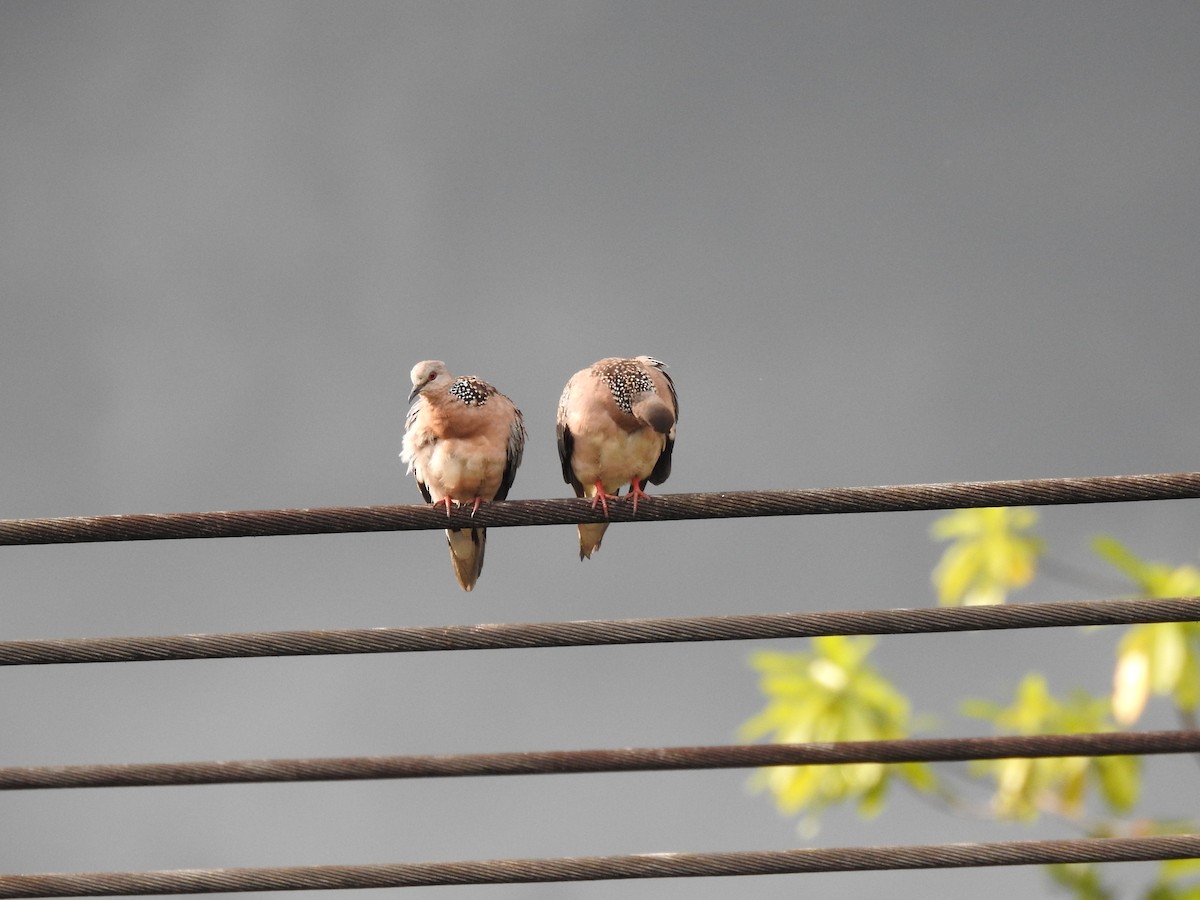 Spotted Dove - ML628857179