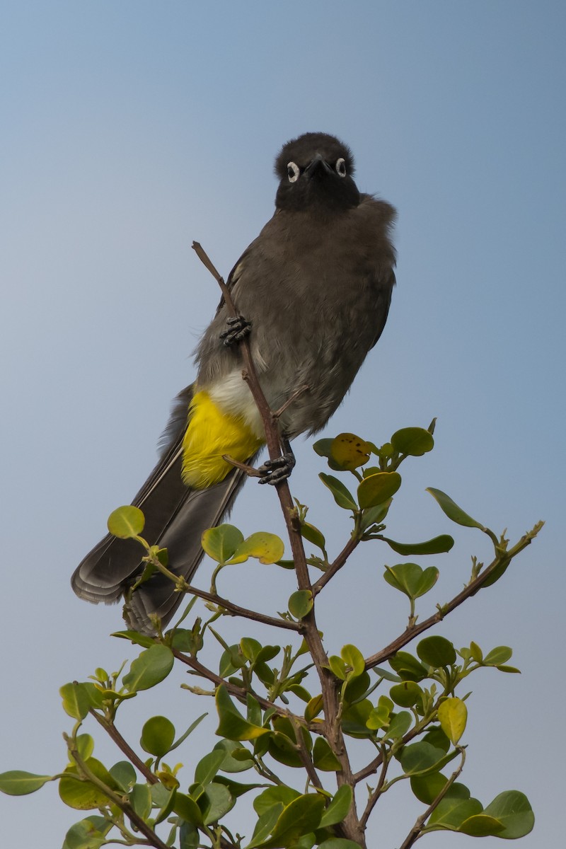 Cape Bulbul - ML628857183