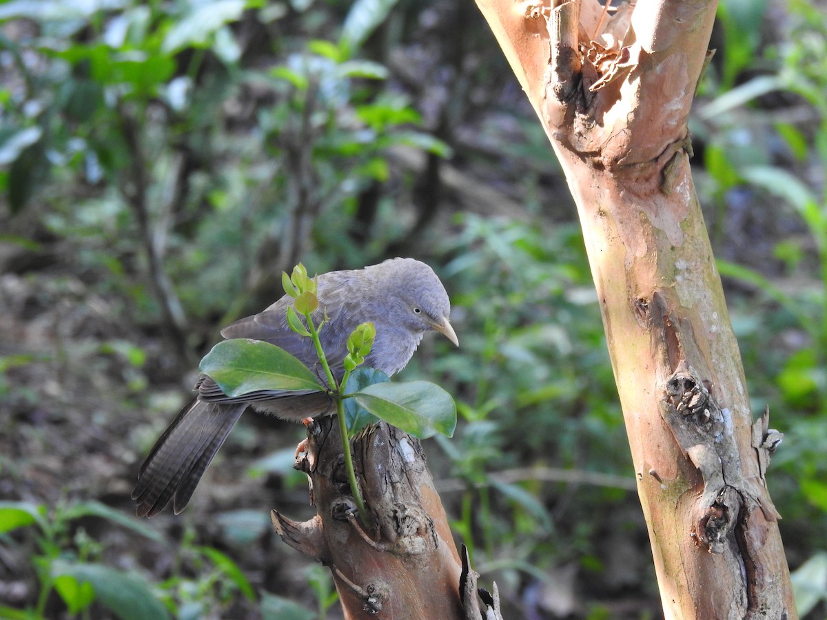 Yellow-billed Babbler - ML628857195