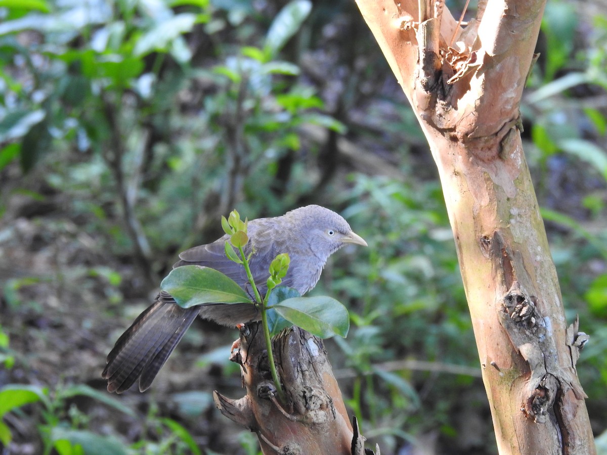 Yellow-billed Babbler - ML628857196