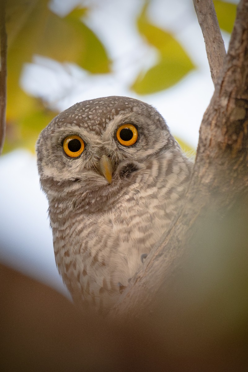 sýček brahmínský - ML628857210