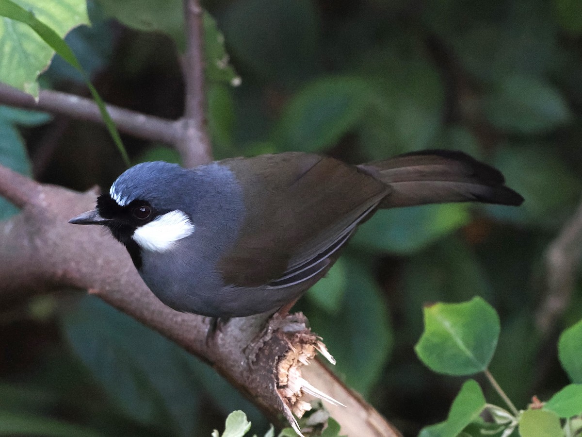 Black-throated Laughingthrush - Mike Turnbull