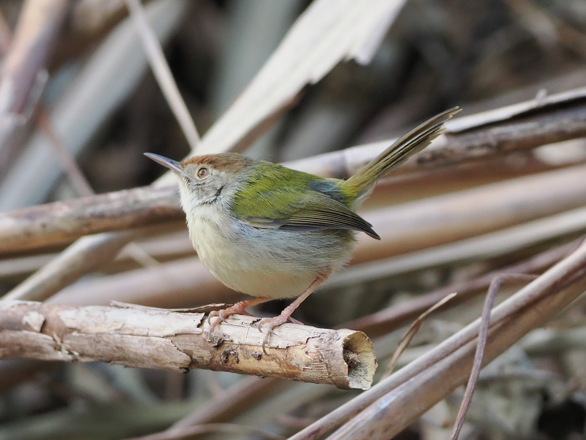 Common Tailorbird - ML628857599