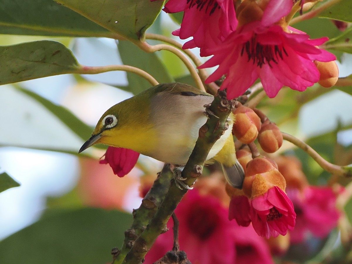 Swinhoe's White-eye - ML628857640