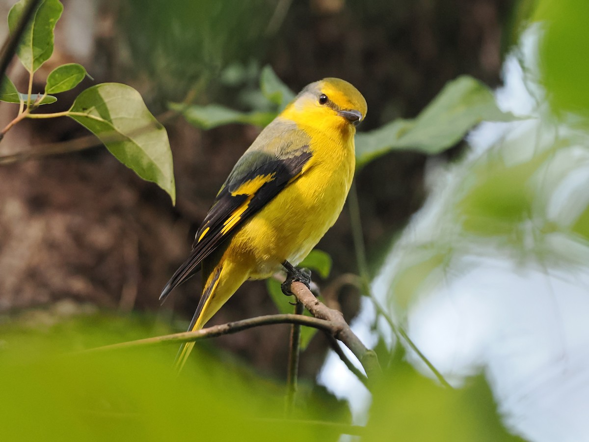 Scarlet Minivet - ML628857650