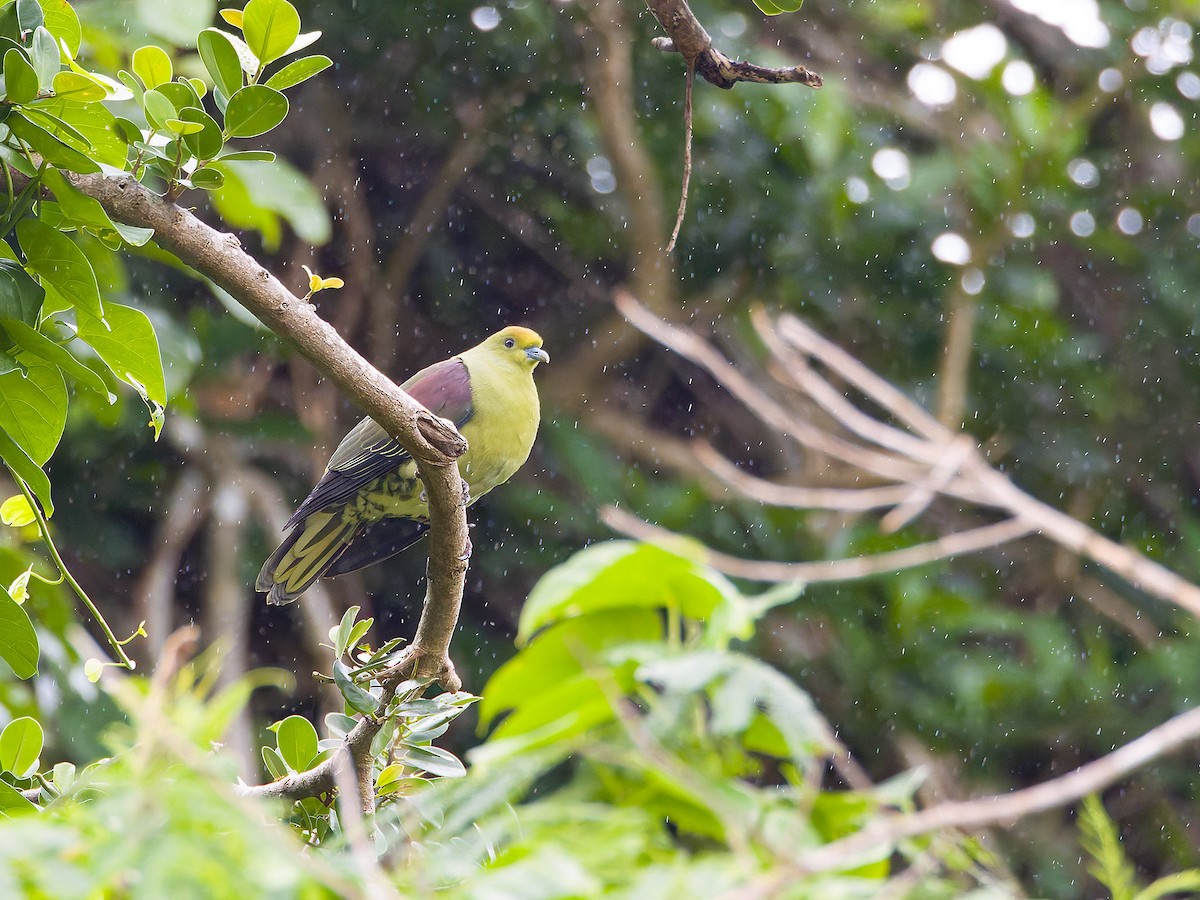 Whistling Green-Pigeon - ML628857699