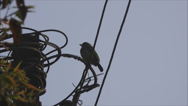 White-cheeked Barbet - ML628857708