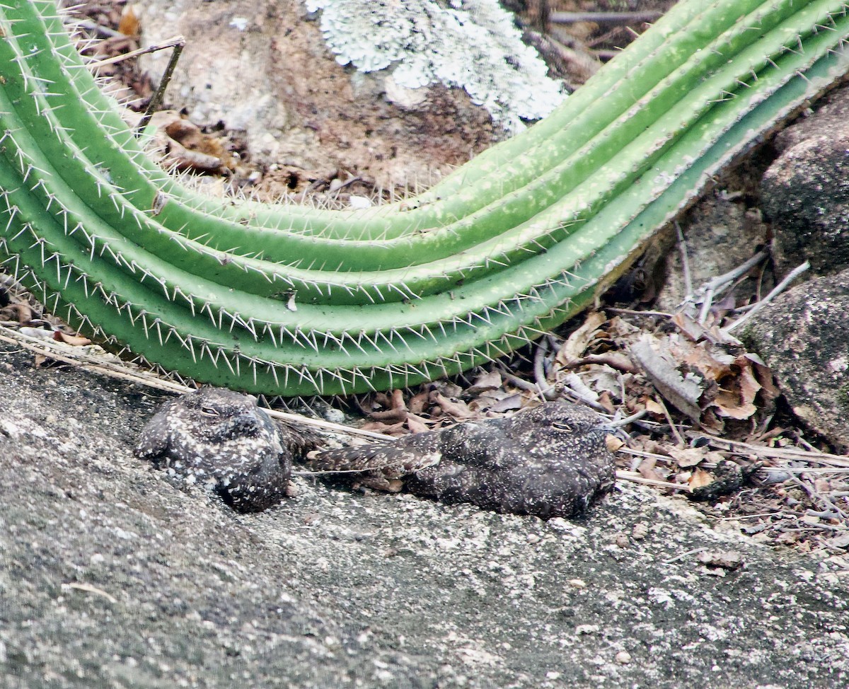 Pygmy Nightjar - ML628857804