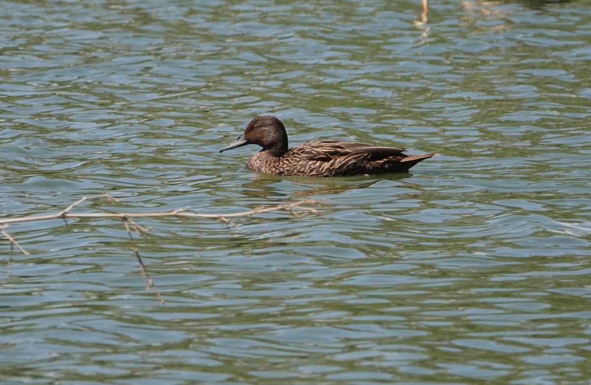 Meller's Duck - ML628857850